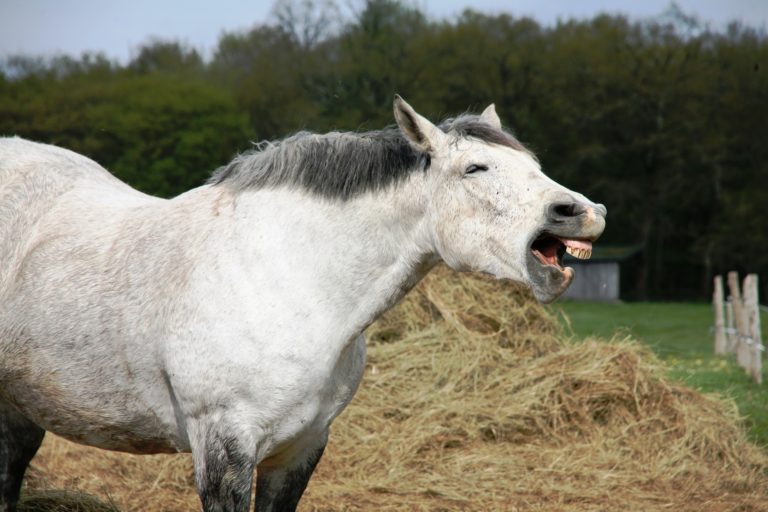 Wie Lange Kann Ein Pferd Galoppieren