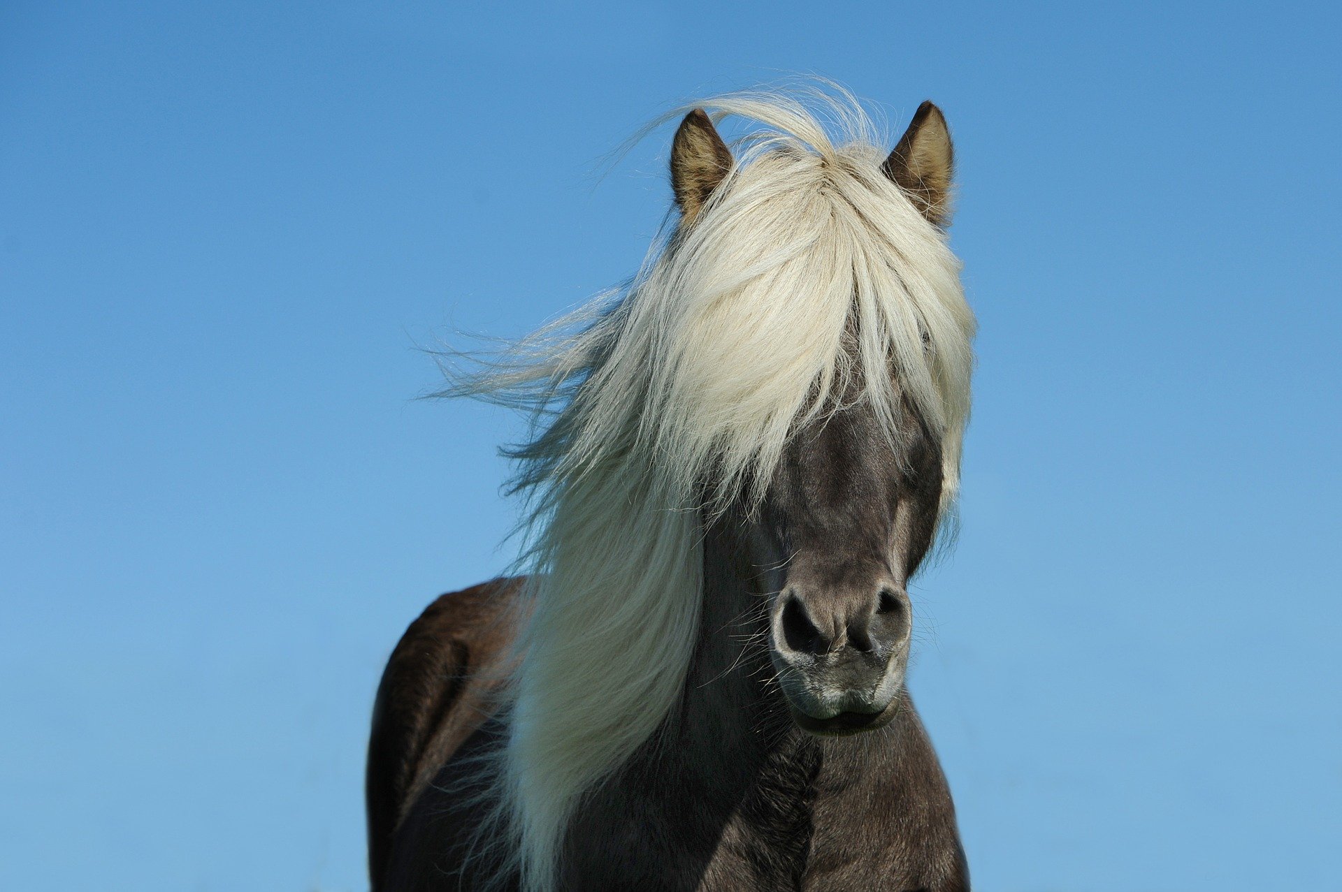 Pferd Mähne Wachstum
