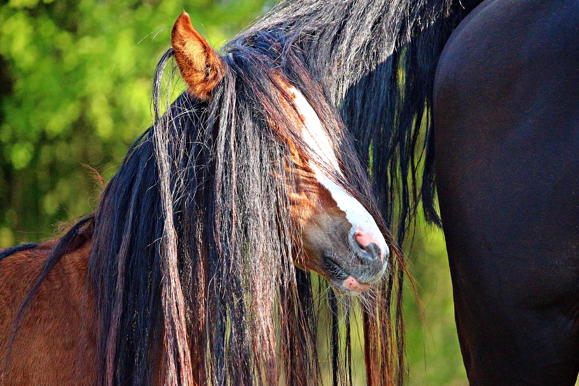 Pferd Schweif Waschen Im Winter