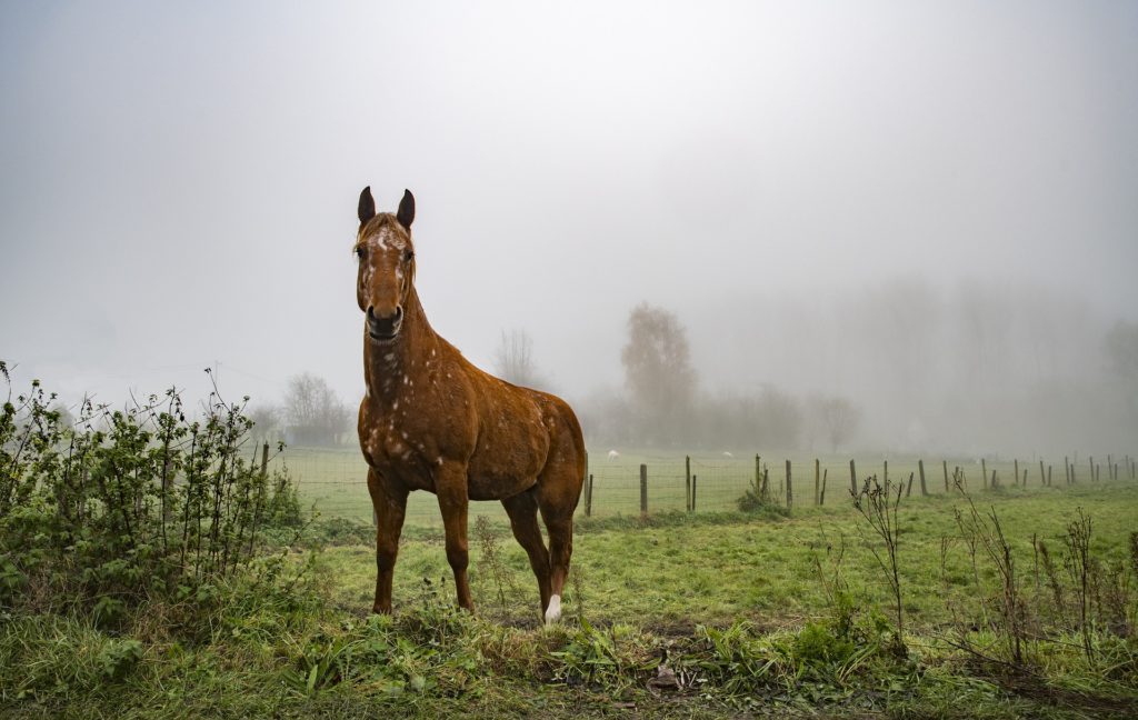 Altes Pferd Zittert