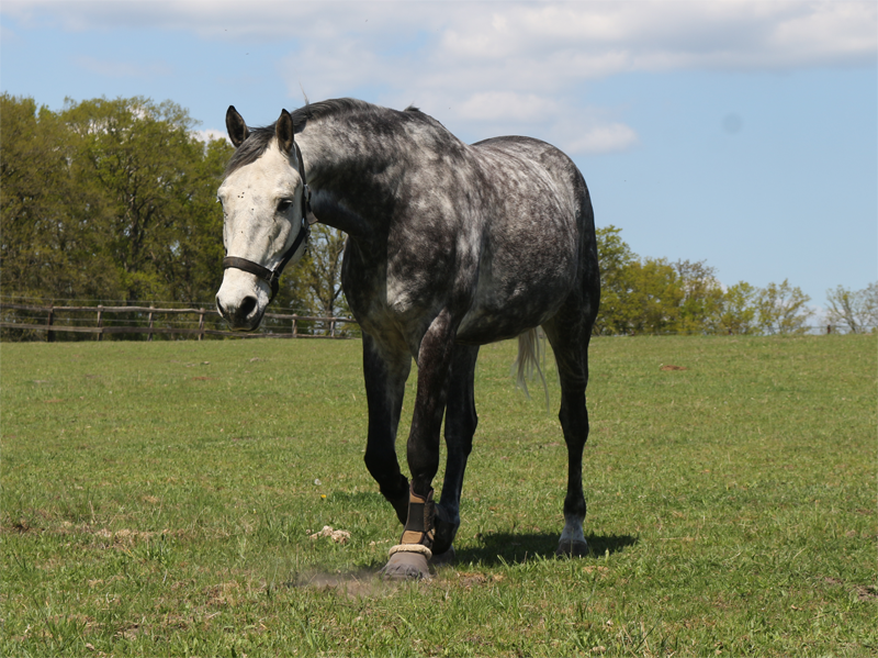 Der Schimmel Pferd