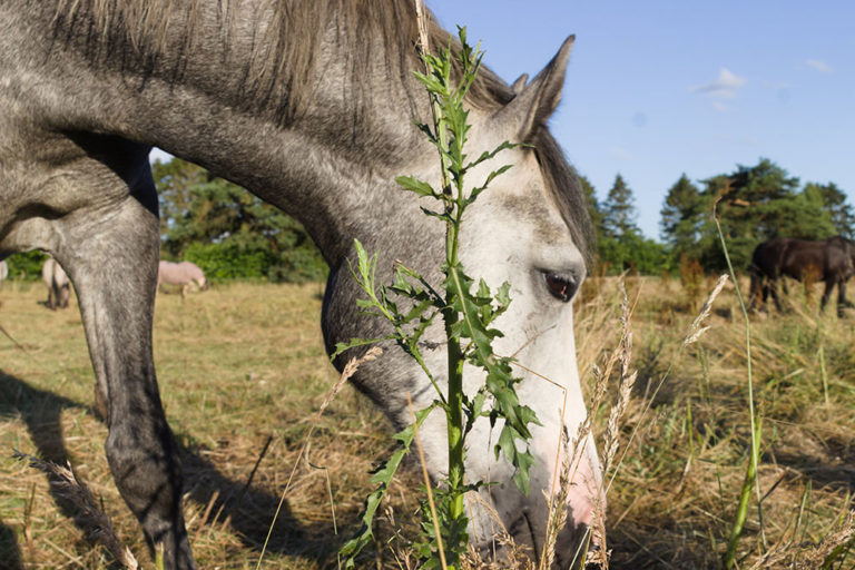 Pferd Frisst Kot Daskleinepferd de Pferd Frisst Kot Daskleinepferd de