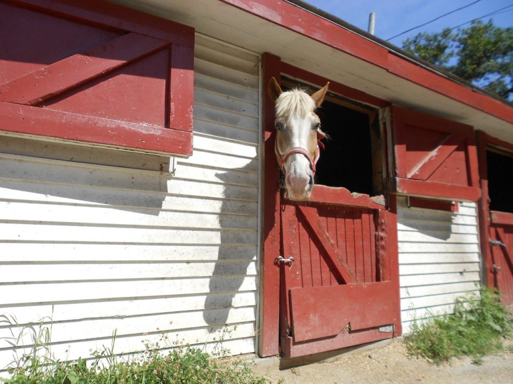 horse, horse head, animal