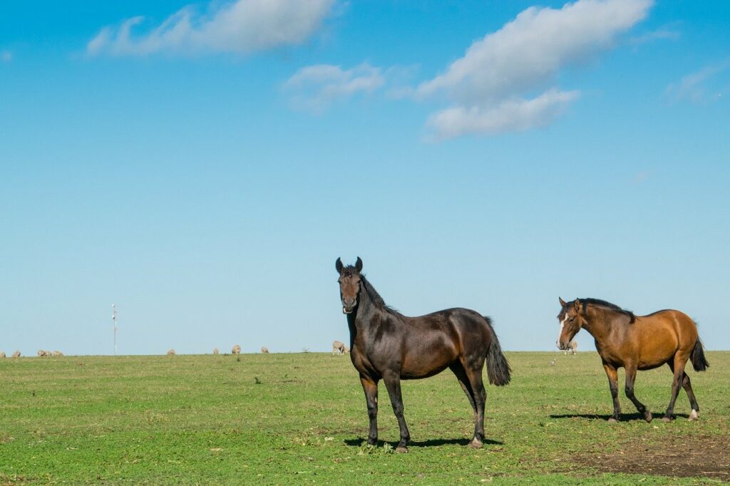 horses, animals, field-6559003.jpg