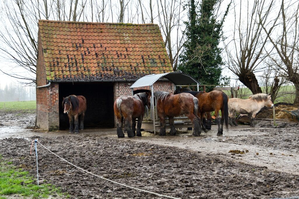 horses, animals, farm-5902040.jpg